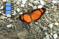 Scene 15_Orange Riodinidae